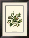 Laurel Branch Print