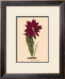 Hybridus Posters by C. Van Geel