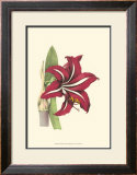 Amaryllis Blooms I Prints by Van Houtteano 