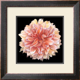 Orange Dahlia Posters by Linda Mcvay