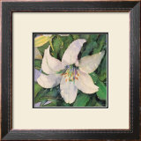 White Lily Art by Shirley Felts