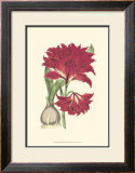 Amaryllis Blooms II Print by Van Houtteano 