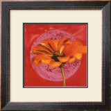 Zinnia Orange sur Pos Rose Posters by Valerie Roy