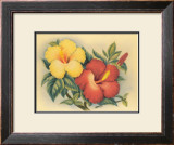 Hawaiian Hibiscus Prints by Eve Hawaii