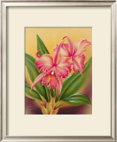 Cattleya Prints by Hale Pua Studio 