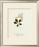 Virginia Creeper Print by Claudia Vera