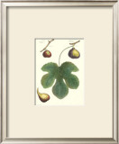 Fig Leaf I Prints by T. Langley