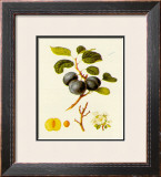 Prunus Domestica Arca Print
