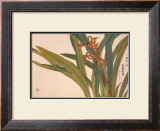 Brown Orchids Poster by Kosikose 