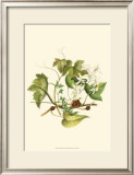 Clematis Branch Posters