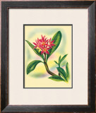 Plumeria Framed Giclee Print by Ted Mundorff