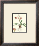 Amaryllis Reticulata Poster by Pernotin 