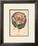 Nelumbium Posters by C. Van Geel