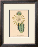 Hexagonus Prints by C. Van Geel