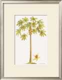 Papaya Tree Poster by Georg Dionysius Ehret