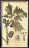 Botanica I Poster por Ludwig Van Houtte