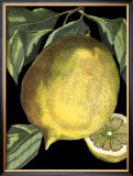 Fragrant Citrus I Posters por Volkamer