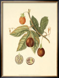 Native Fruits I Posters