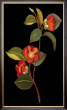 Exotic Beauty I Posters by Jaggu Prasad