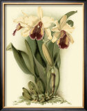Dramatic Orchid II Prints by J.k. Mosferlander