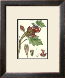 Flower: Cheirostemon Posters by Poiret 