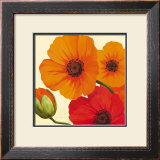 California Poppies Poster by Susanne Bach