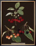 Brookshaw Cherries Print by George Brookshaw