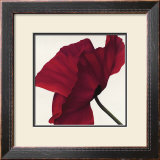 Papaver II Posters by Yvonne Poelstra-Holzhaus