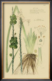 Ornamental Grasses VI Print by A. Descubes