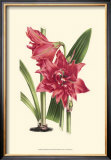 Amaryllis Blooms III Prints by Van Houtteano 