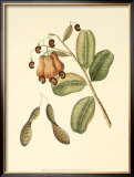Native Fruits III Posters