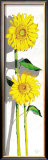 Girasoles I Posters by Juan Jose Molina