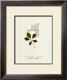 Virginia Creeper Posters by Claudia Vera