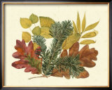 White Oak, Balsam Fir and Yellow Birch Posters by Denton 