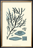 Azure Seaweed III Art by Harvey 