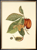 Native Fruits IV Prints