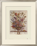 Twelve Months of Flowers, 1730, February Posters by Robert Furber
