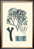Azure Seaweed IV Posters by Harvey 