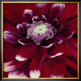 Red Dahlia Prints by Beth Winslow