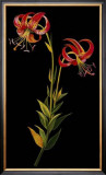 Exotic Beauty II Posters by Jaggu Prasad