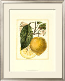 French Lemon Study I Poster by A. Risso