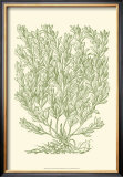 Mossy Branches II Print by Henri Du Monceau