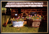 Pumphouse Pansies Prints by Bob Timberlake
