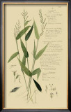 Ornamental Grasses IV Poster by A. Descubes