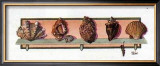 Collection of Shells II Posters by Peggy Jo Ackley