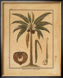 Cocoa Nut Palm Prints by Rebecca 