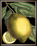 Fragrant Citrus II Pôsters por Volkamer