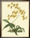 Antique Orchid Study I Posters by Syndenham Edwards