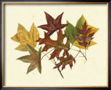 Tulip Tree, Sweet Gum and Scarlet Oak Posters by Denton 