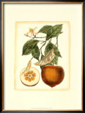 French Orange Study II Print by A. Risso